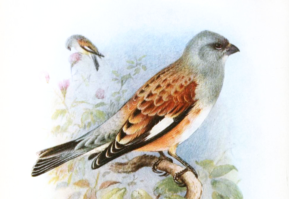 Yemen Linnet