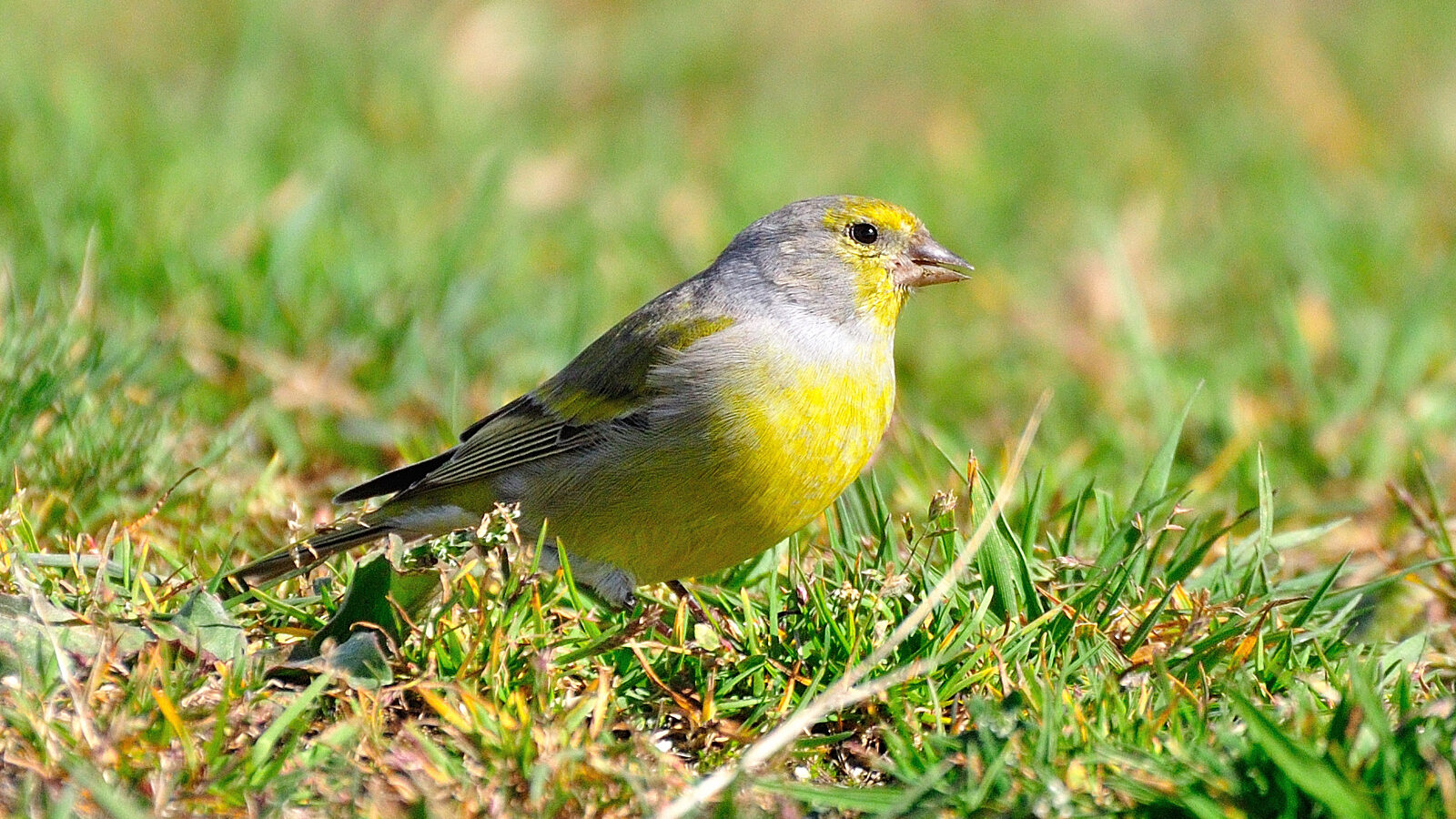 Citril Finch