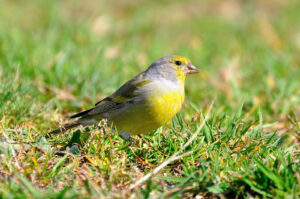 Citril Finch