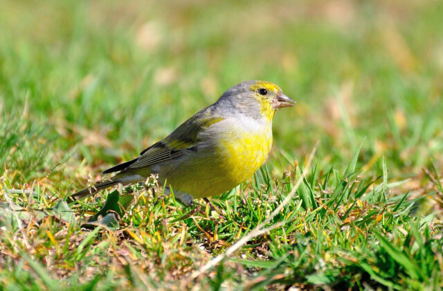 Citril Finch