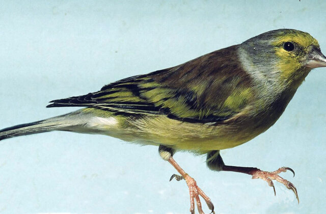 Corsican Finch