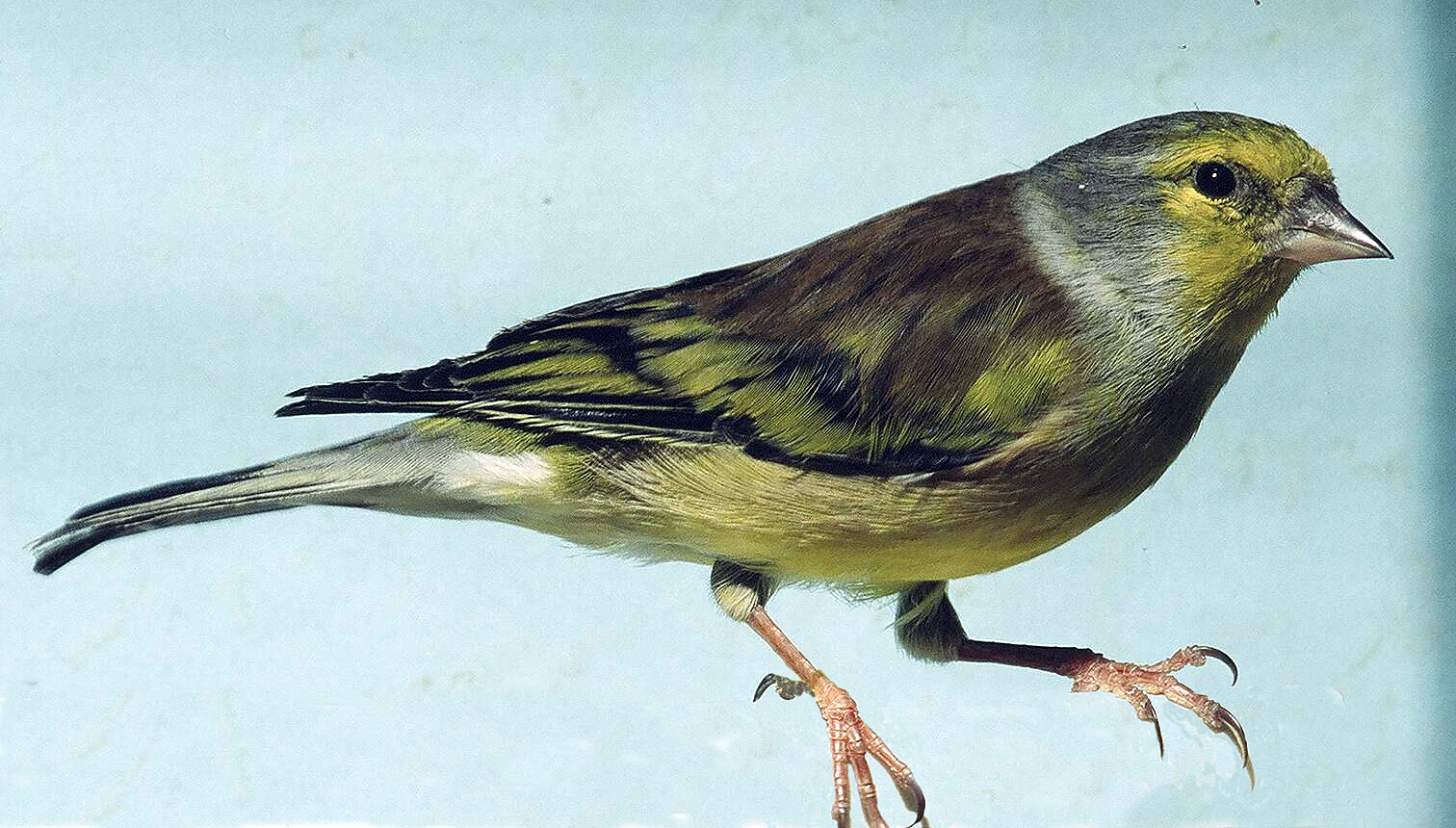 Corsican Finch