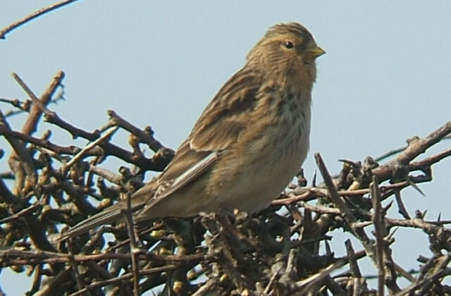 Twite