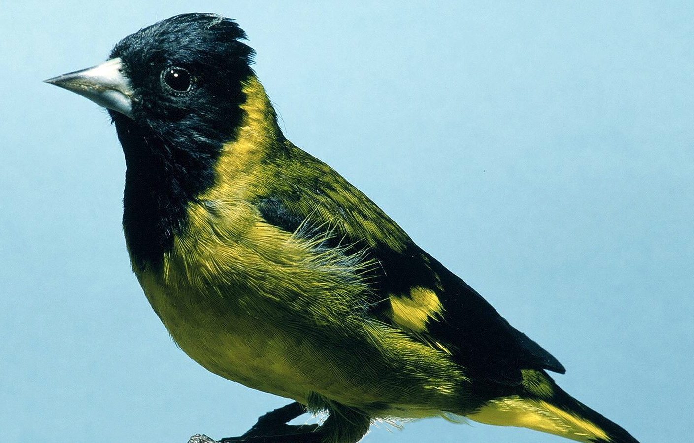 Black-headed Siskin