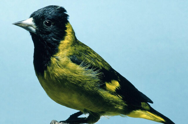 Black-headed Siskin
