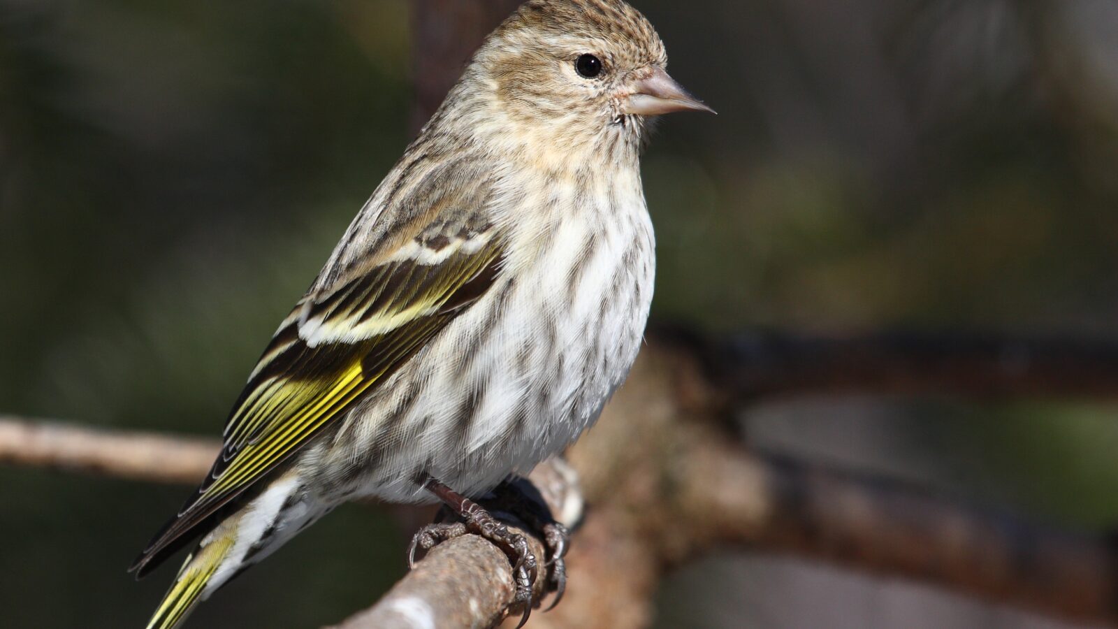 Pine Siskin