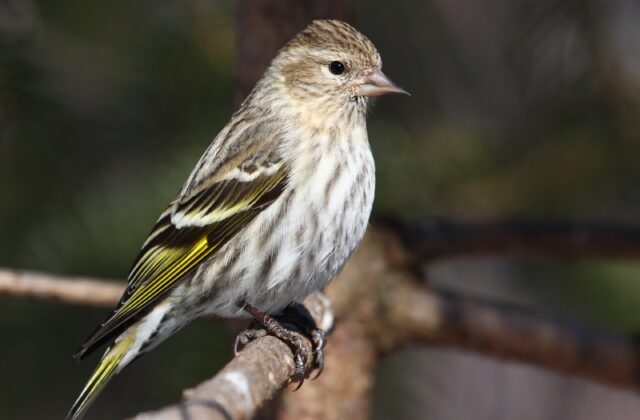 Pine Siskin