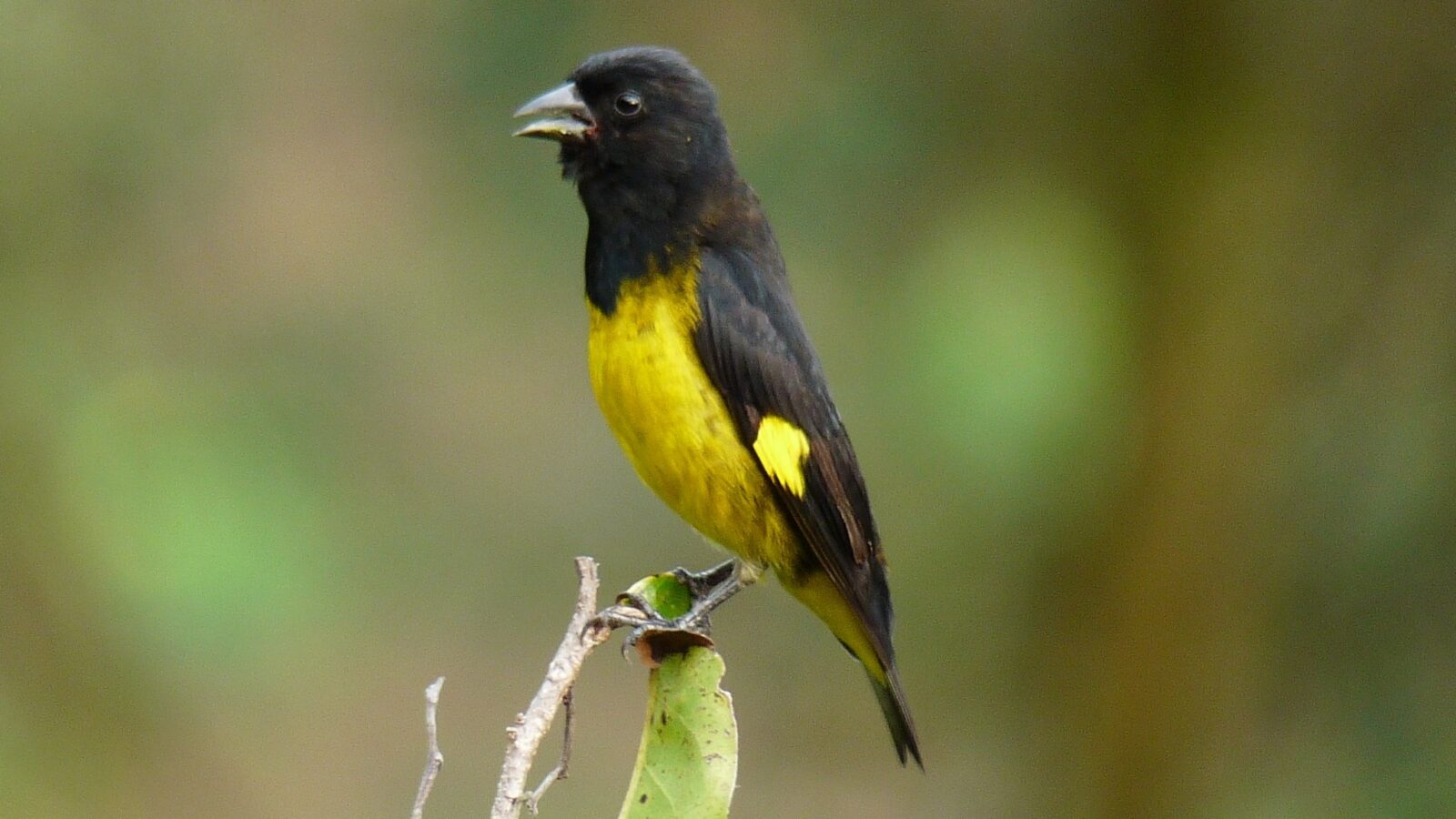 Yellow-bellied Siskin