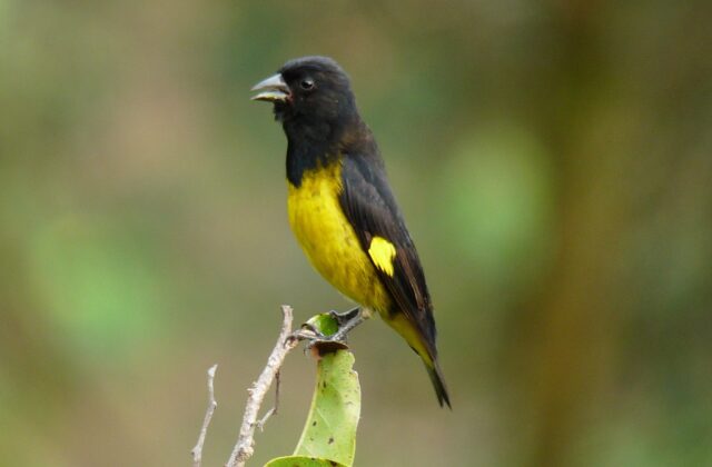 Yellow-bellied Siskin