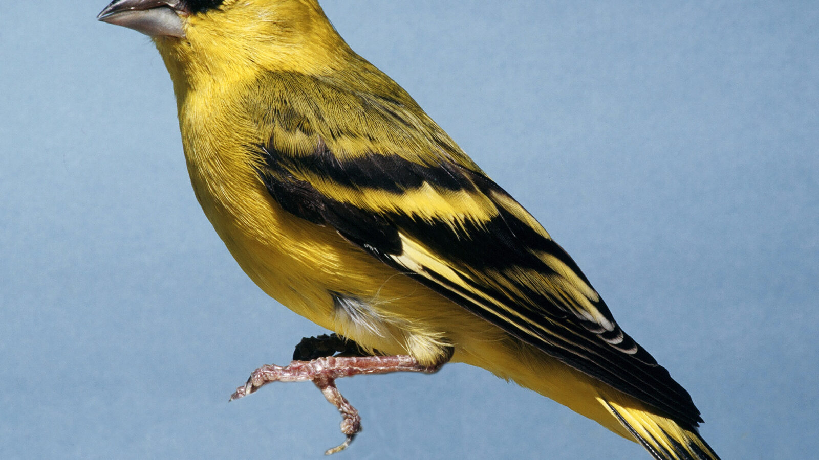 Yellow-faced Siskin