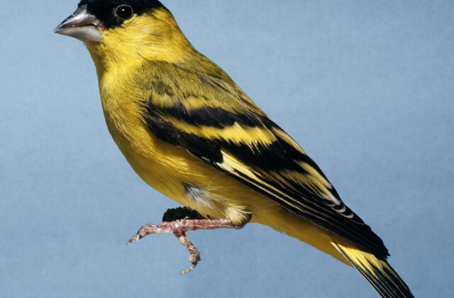 Yellow-faced Siskin