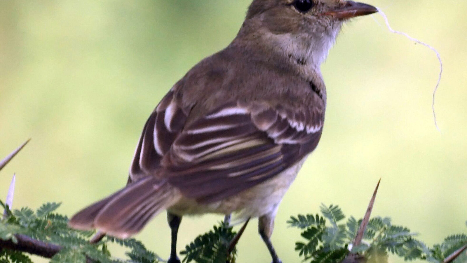 Caribbean Elaenia