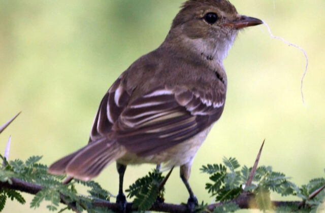 Caribbean Elaenia