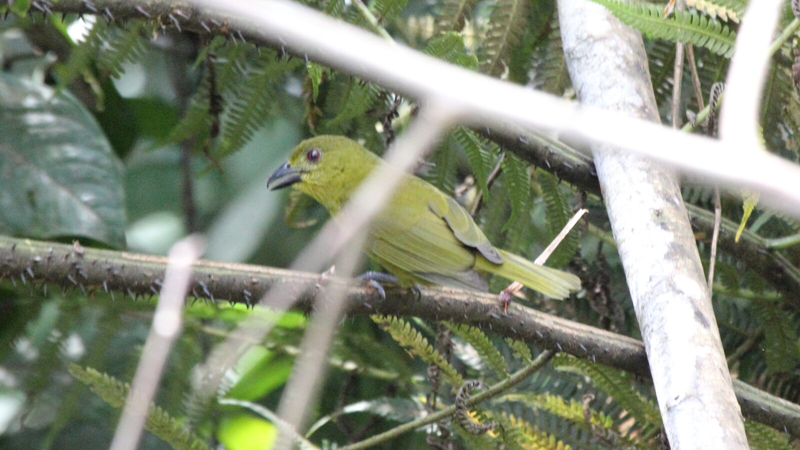 Yellow-lored Tanager