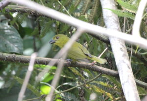 Yellow-lored Tanager