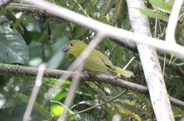 Yellow-lored Tanager