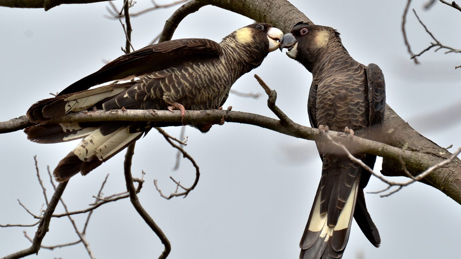 Carnaby’s Black Cockatoo