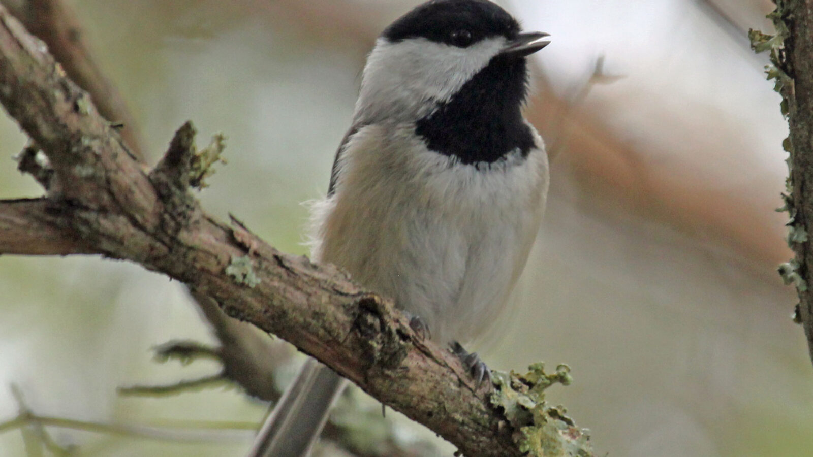 Carolina Chickadee