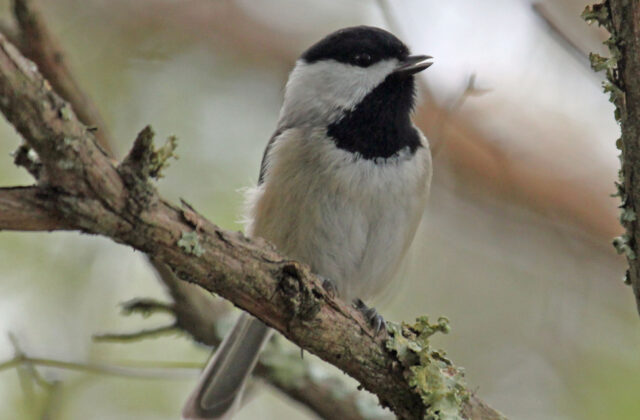 Carolina Chickadee