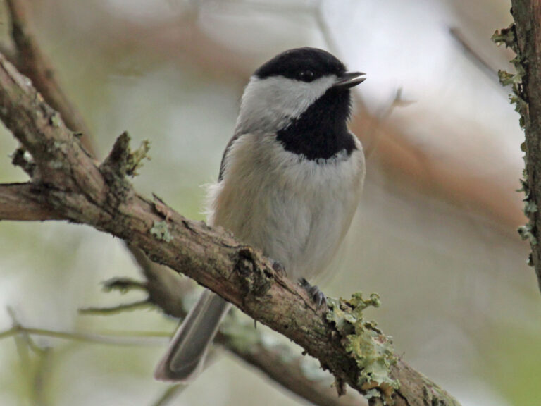 Carolina Chickadee