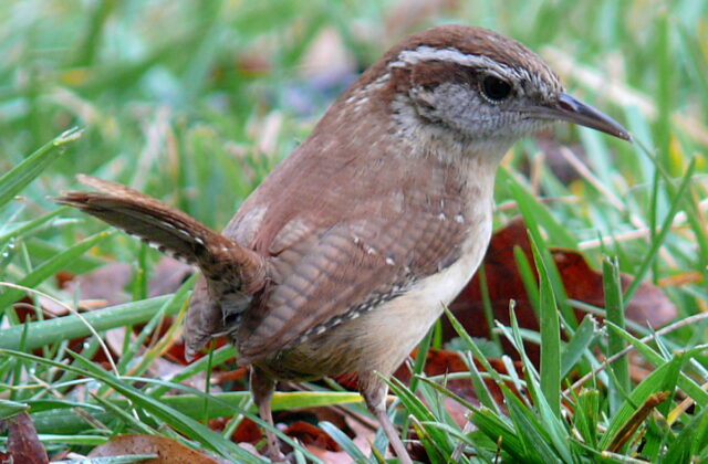Carolina Wren