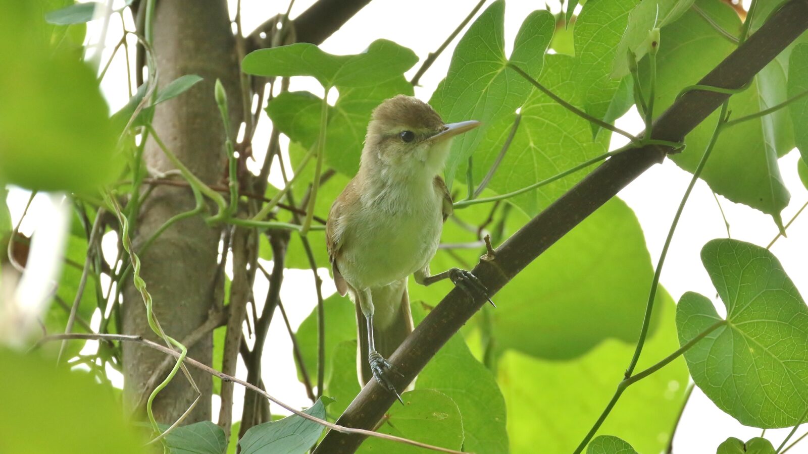 Caroline Reed Warbler