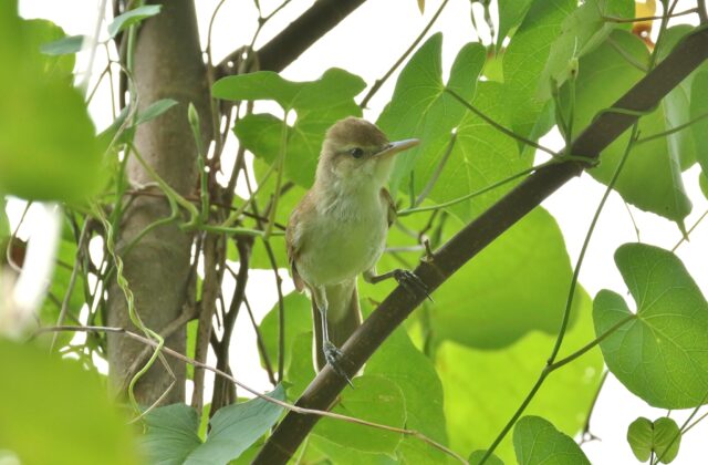 Caroline Reed Warbler