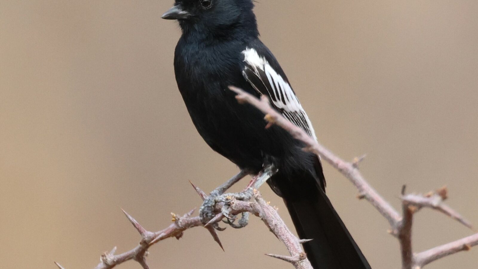 Carp’s Tit
