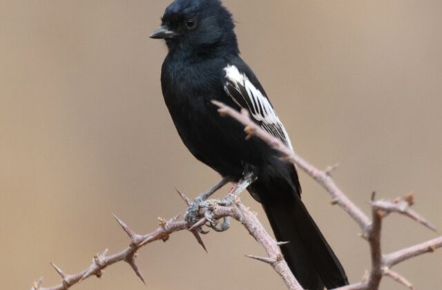 Carp’s Tit