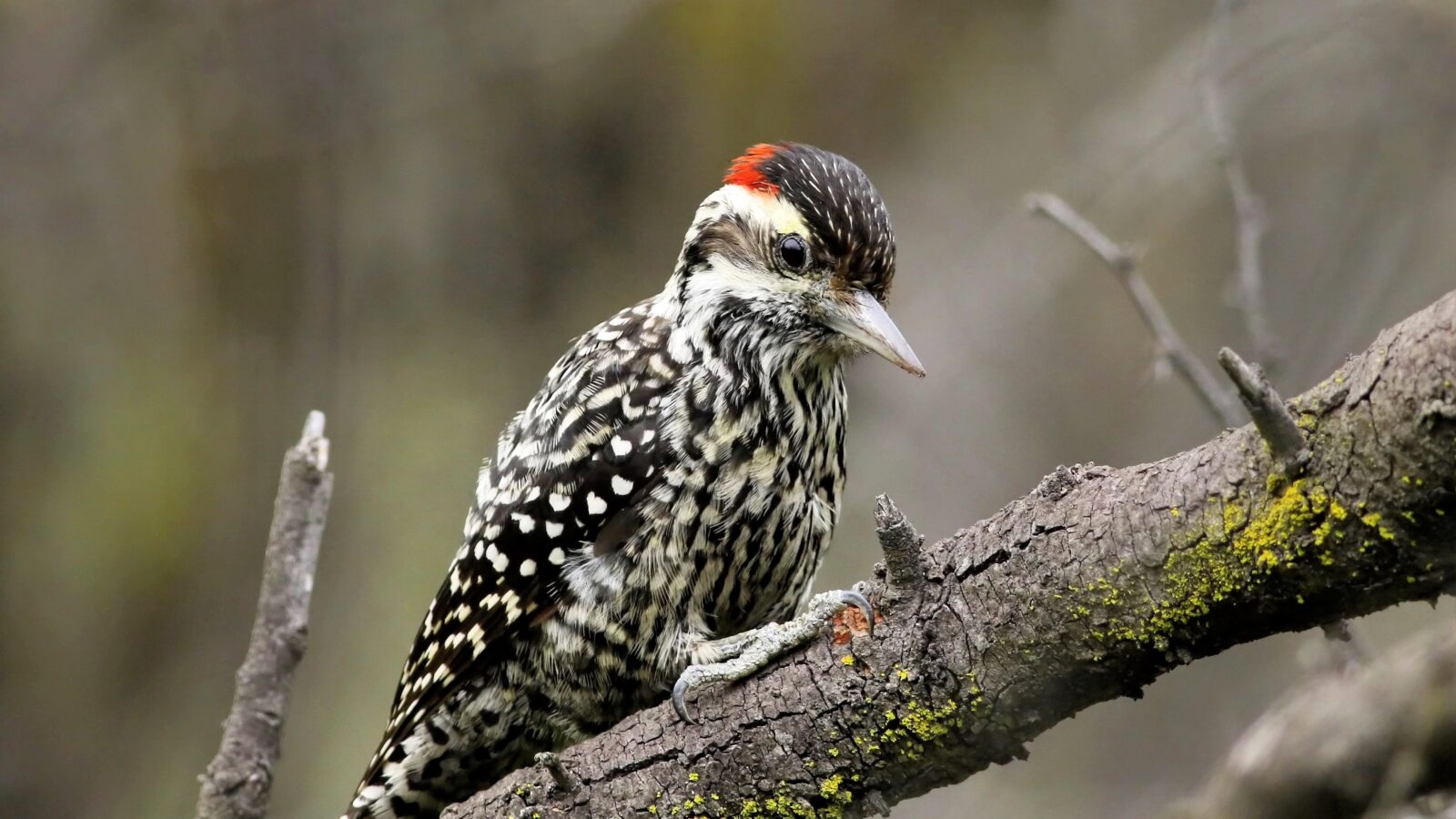 Striped Woodpecker