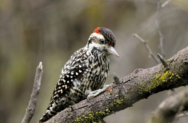 Striped Woodpecker