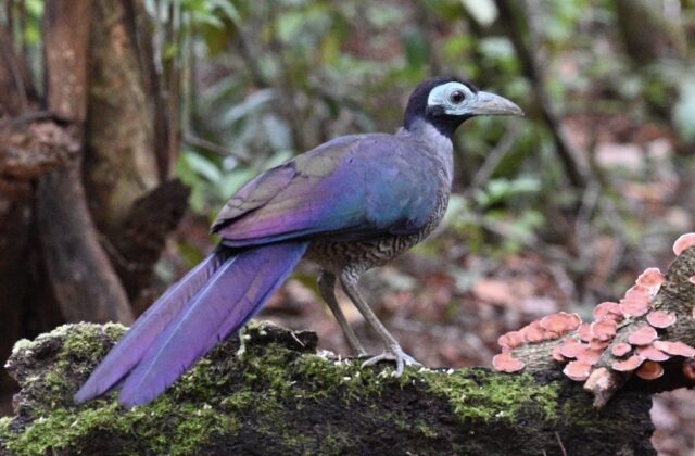 Bornean Ground Cuckoo