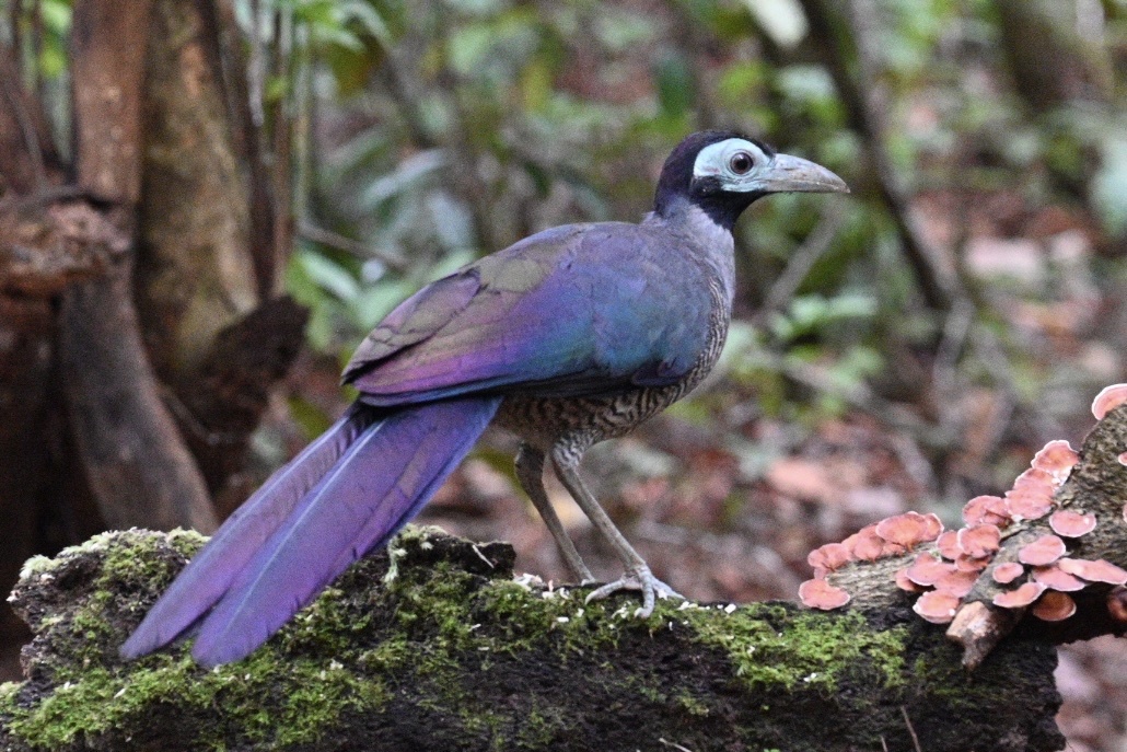 Bornean Ground Cuckoo