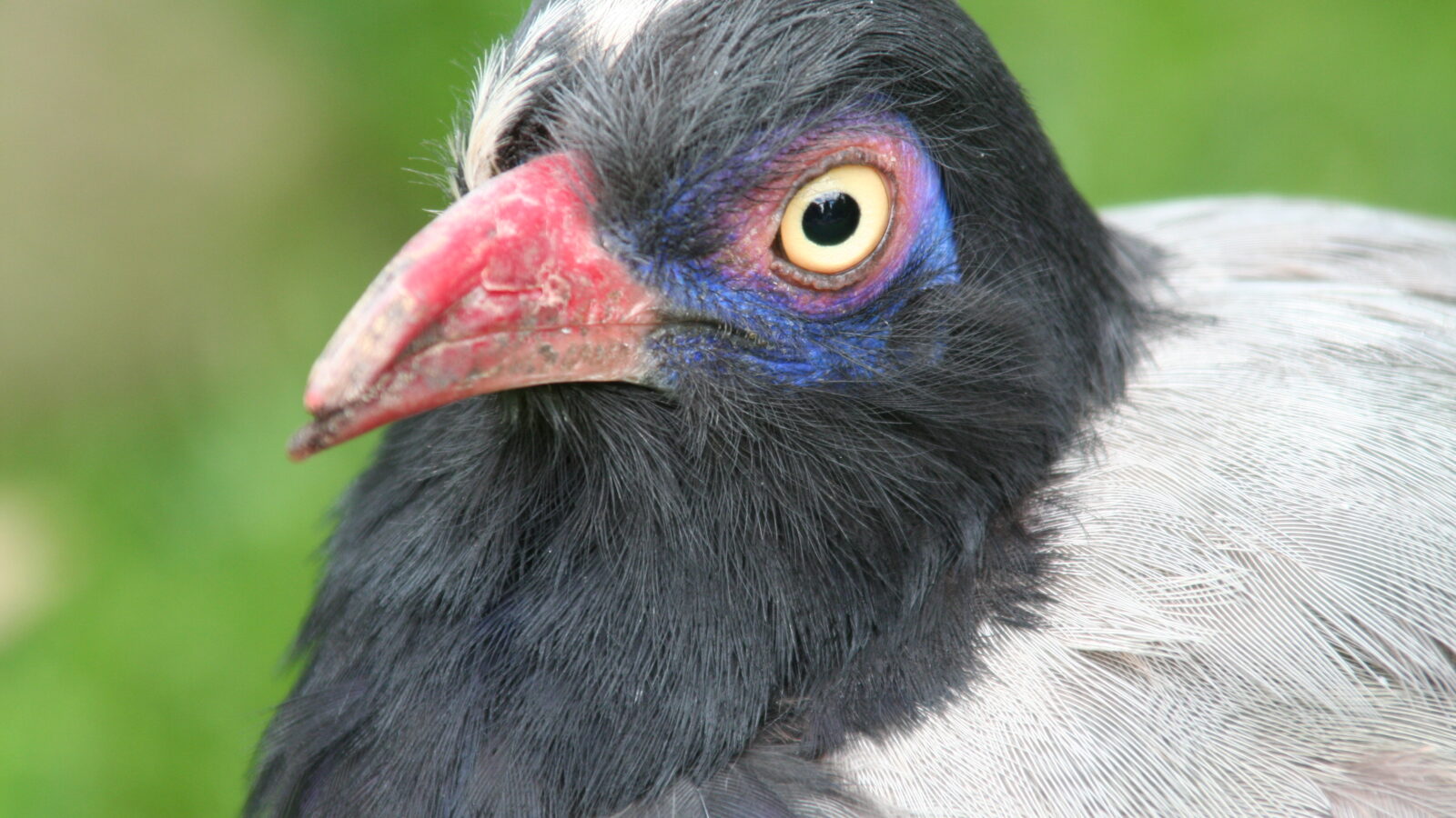 Coral-billed Ground Cuckoo