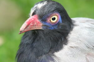 Coral-billed Ground Cuckoo