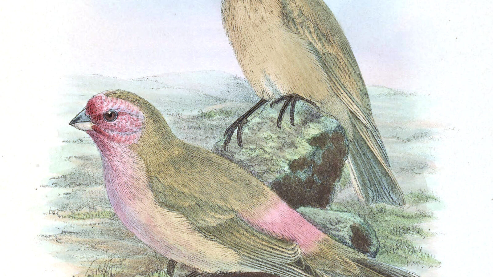 Pale Rosefinch