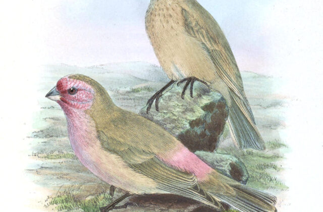 Pale Rosefinch