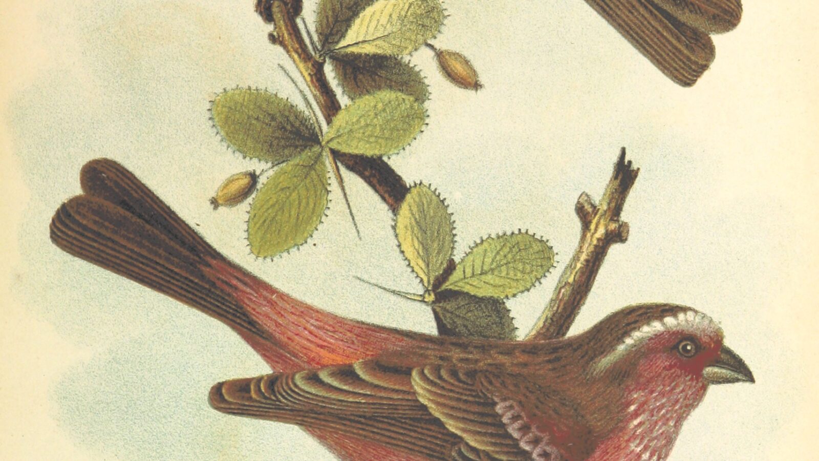 Chinese White-browed Rosefinch