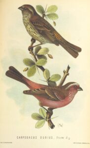 Chinese White-browed Rosefinch