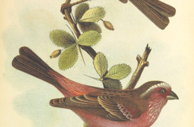 Chinese White-browed Rosefinch