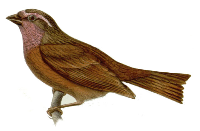 Dark-rumped Rosefinch