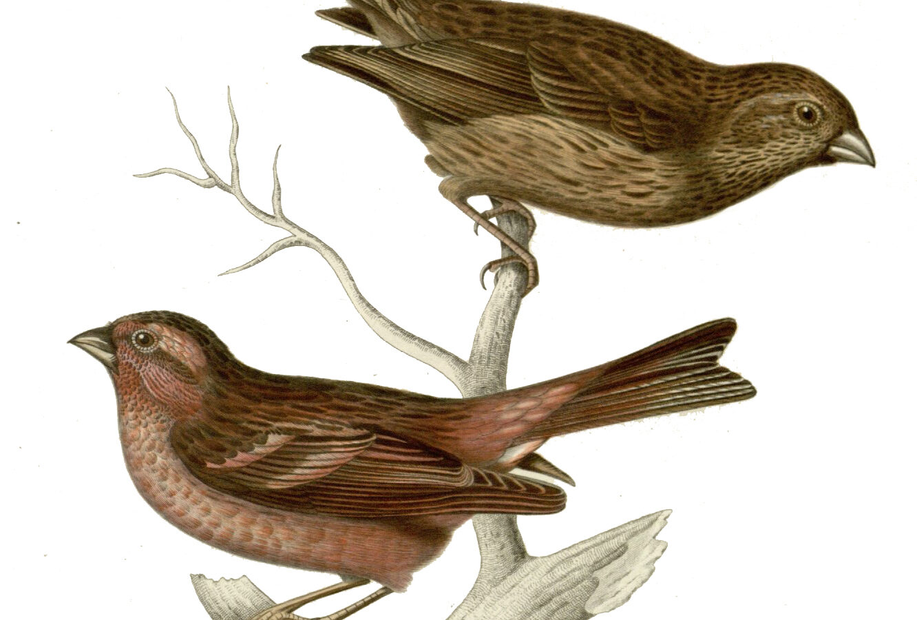 Himalayan Beautiful Rosefinch