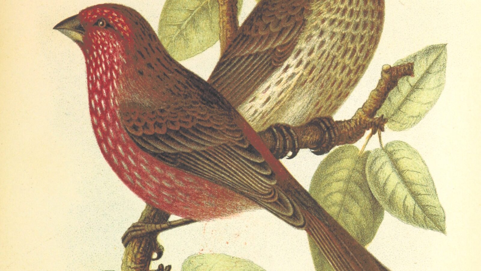 Streaked Rosefinch