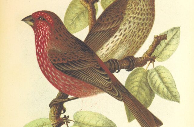 Streaked Rosefinch