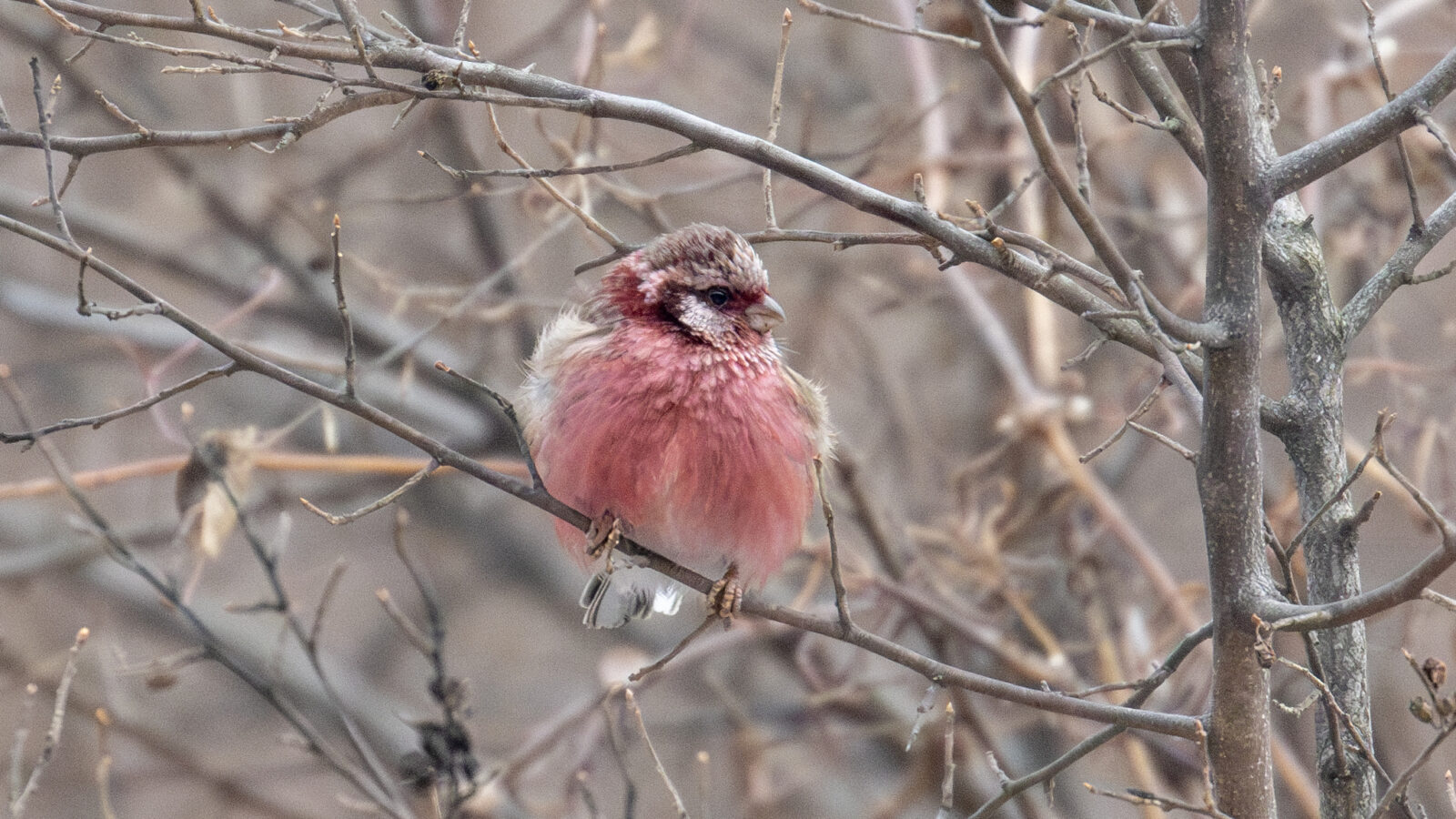 Chinese Long-tailed Rosefinch