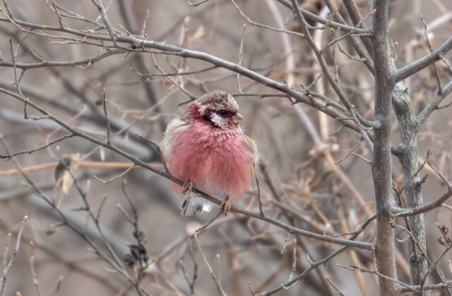 Chinese Long-tailed Rosefinch