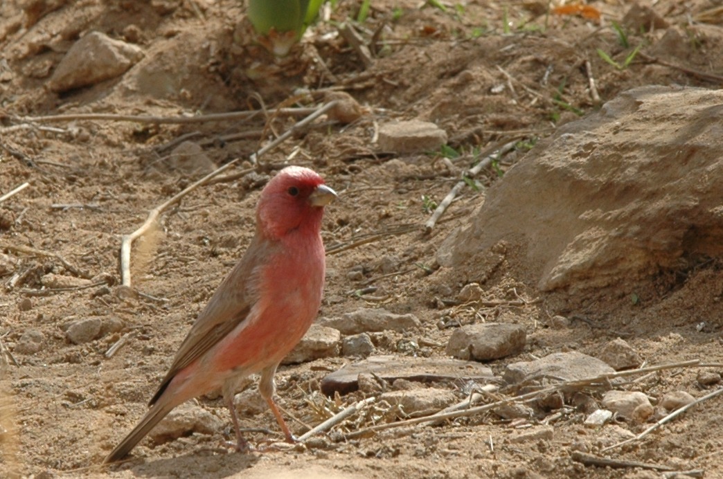 Sinai Rosefinch
