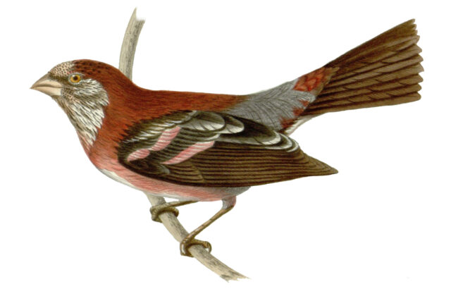 Three-banded Rosefinch