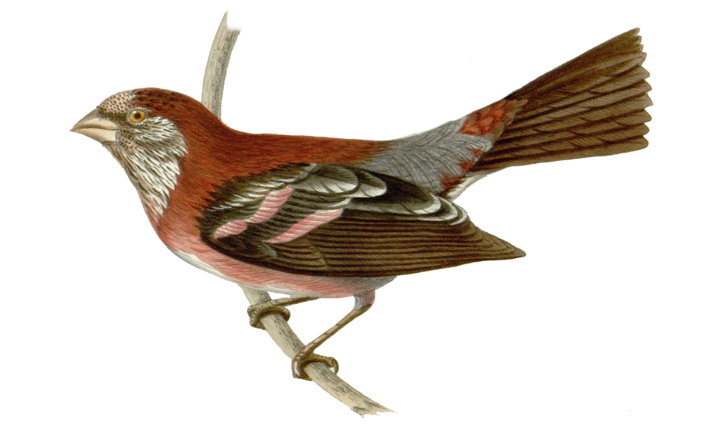 Three-banded Rosefinch