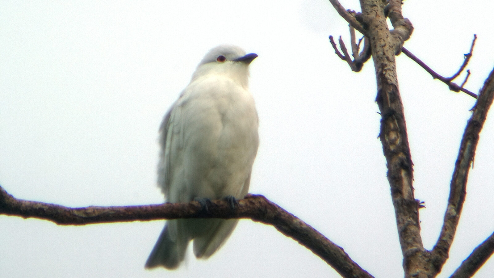 Black-tipped Cotinga